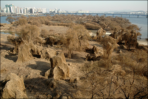 밤섬의 평상시 모습. 지난 2월 촬영. 